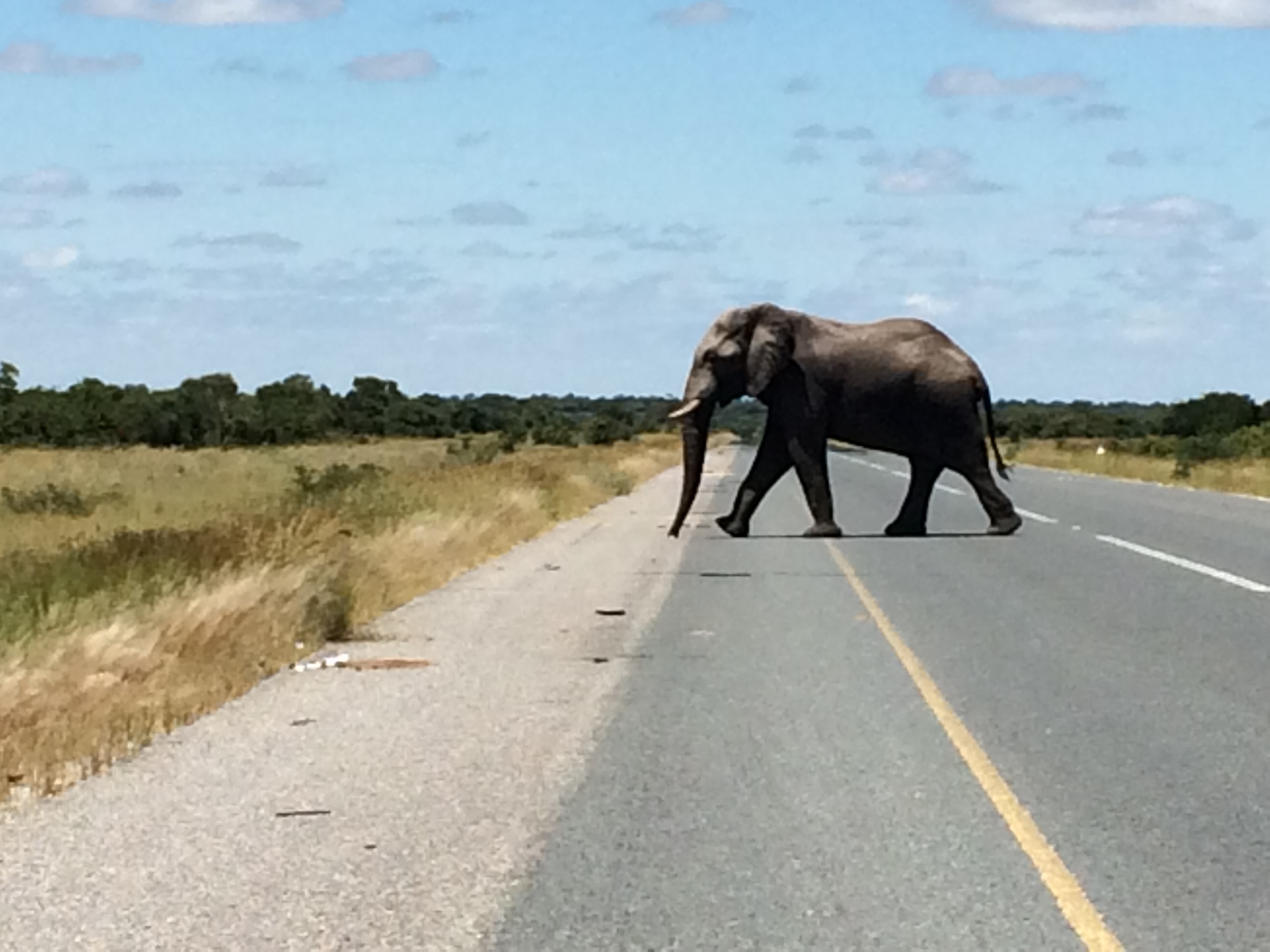 Crossing Elephant