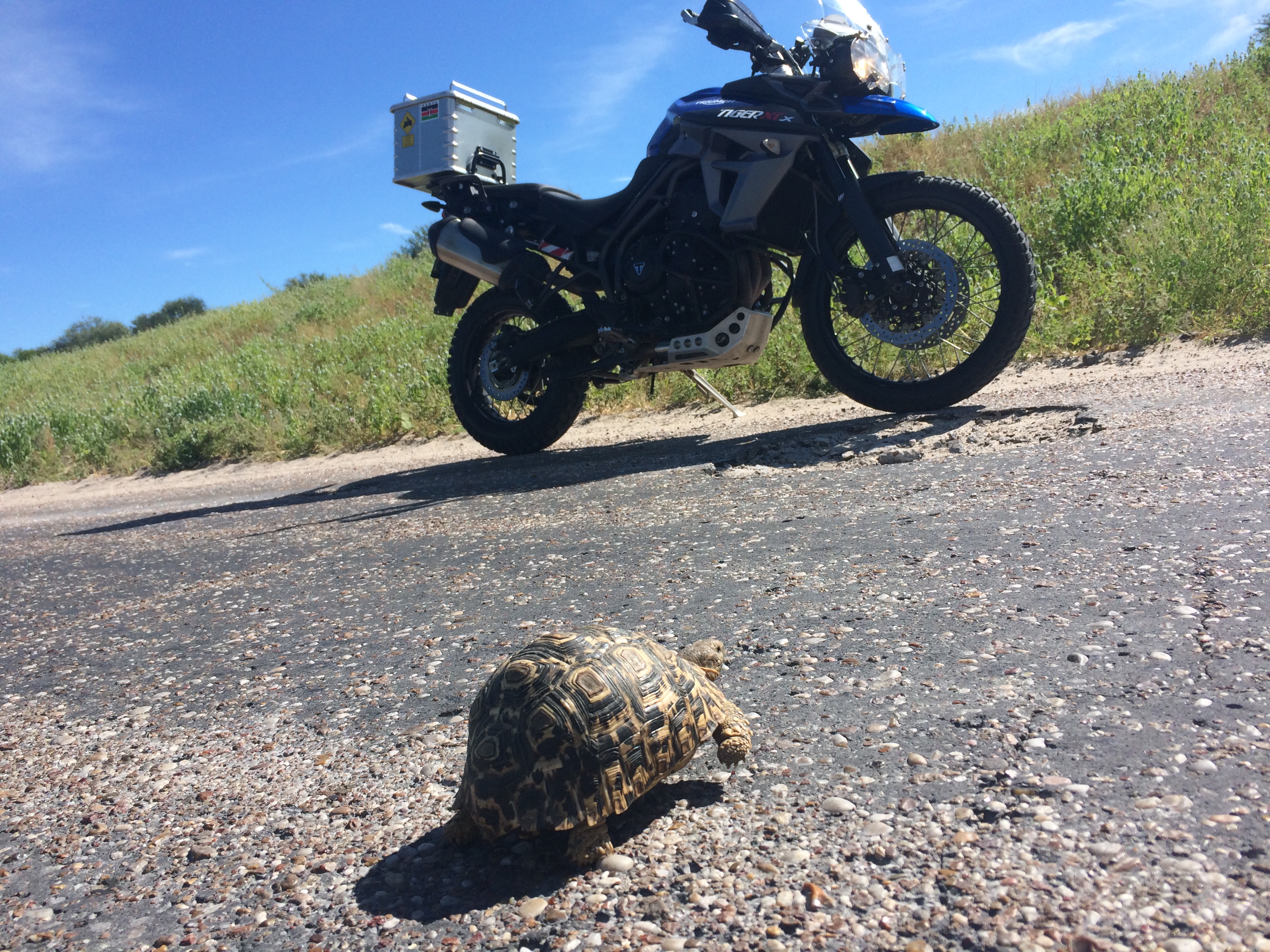 Leopard Tortoise.JPG