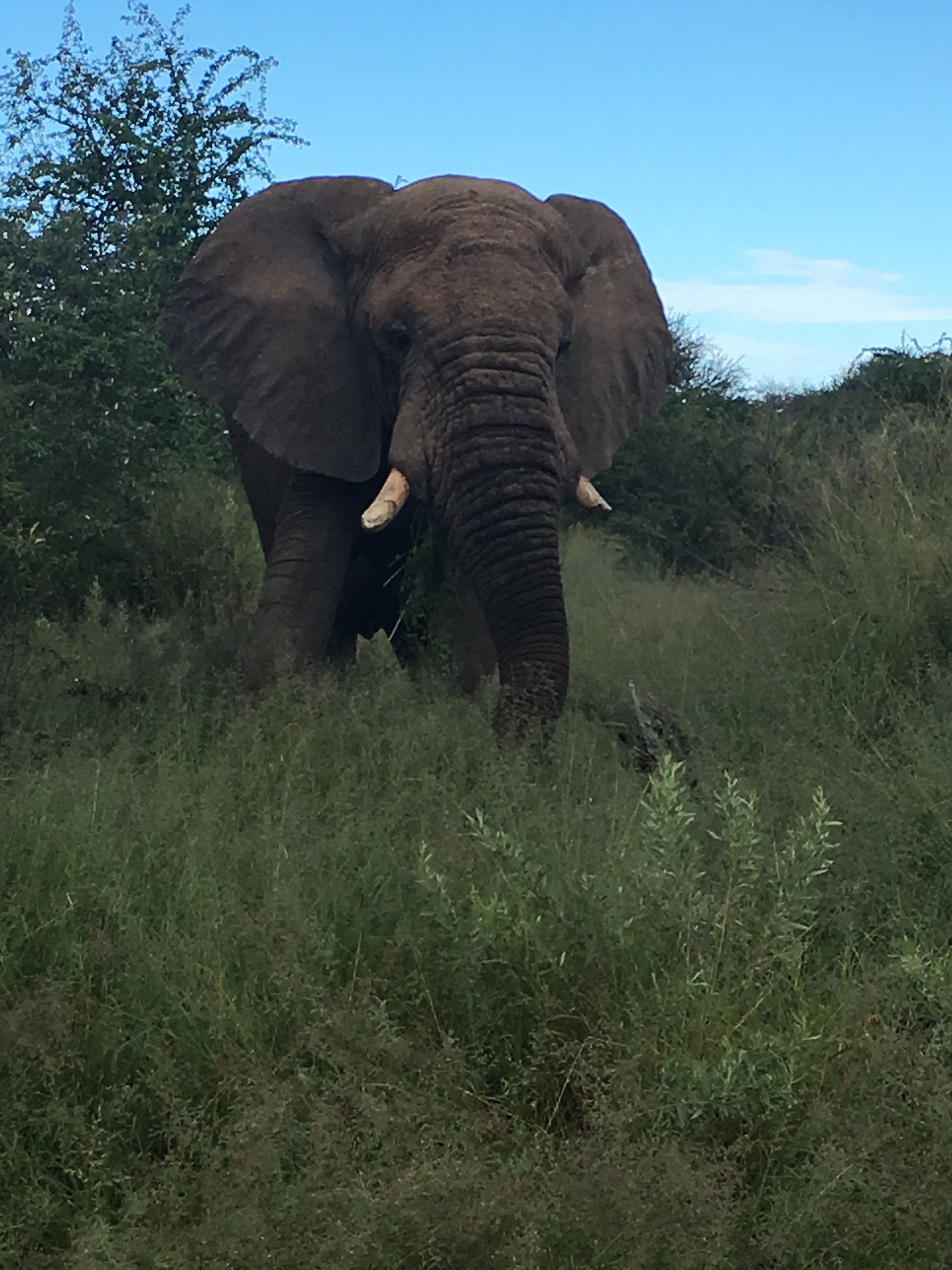 Etosha Elephant